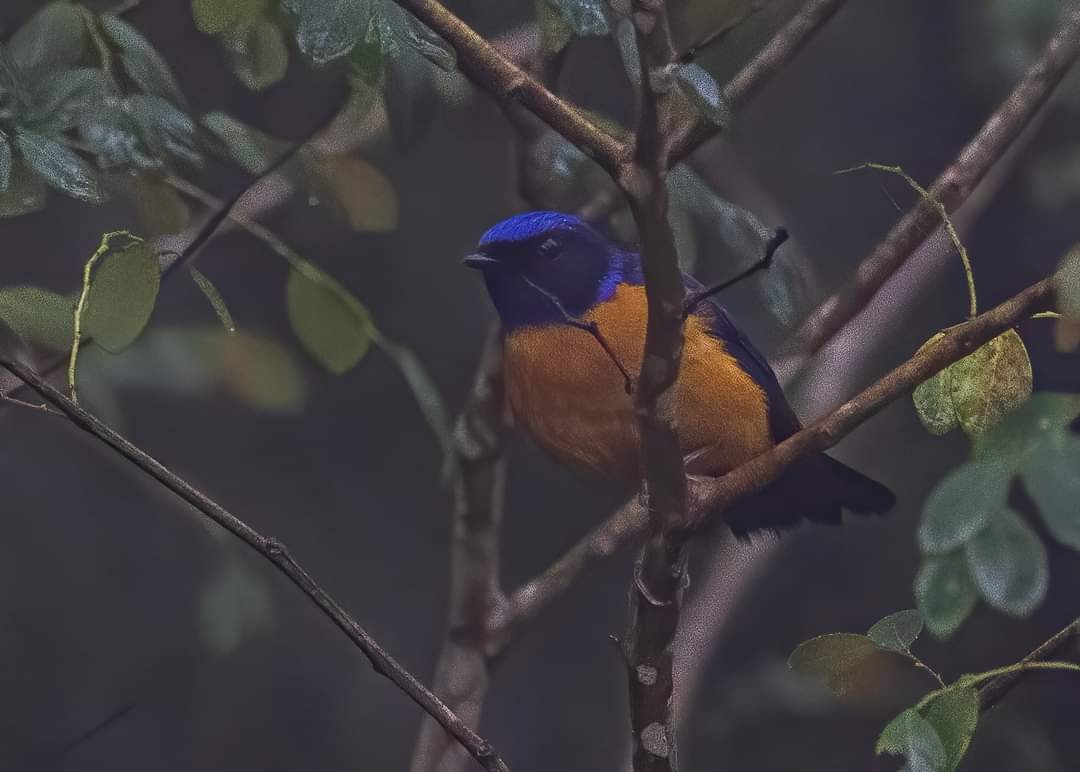 Rufous-vented Niltava - ML391587831