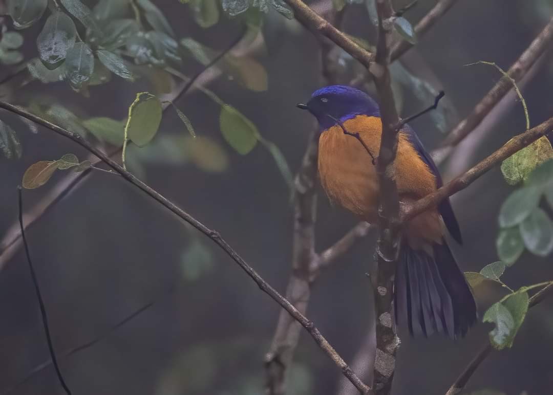 Rufous-vented Niltava - ML391587851