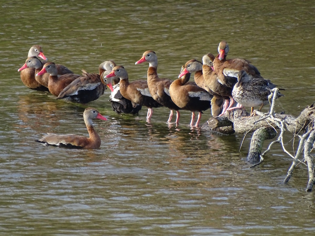 Black-bellied Whistling-Duck - Jerry Rogers