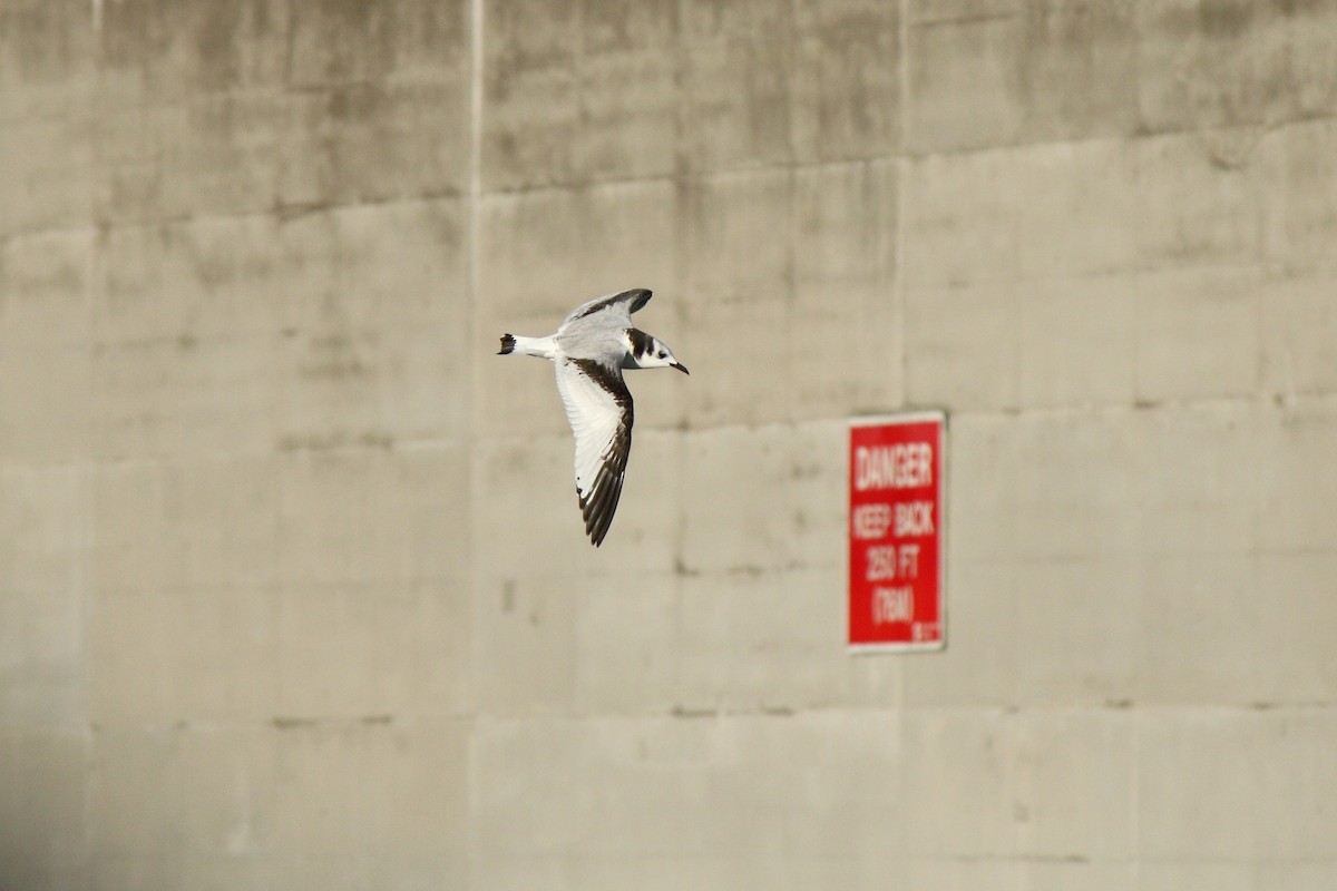 Black-legged Kittiwake - ML39158861