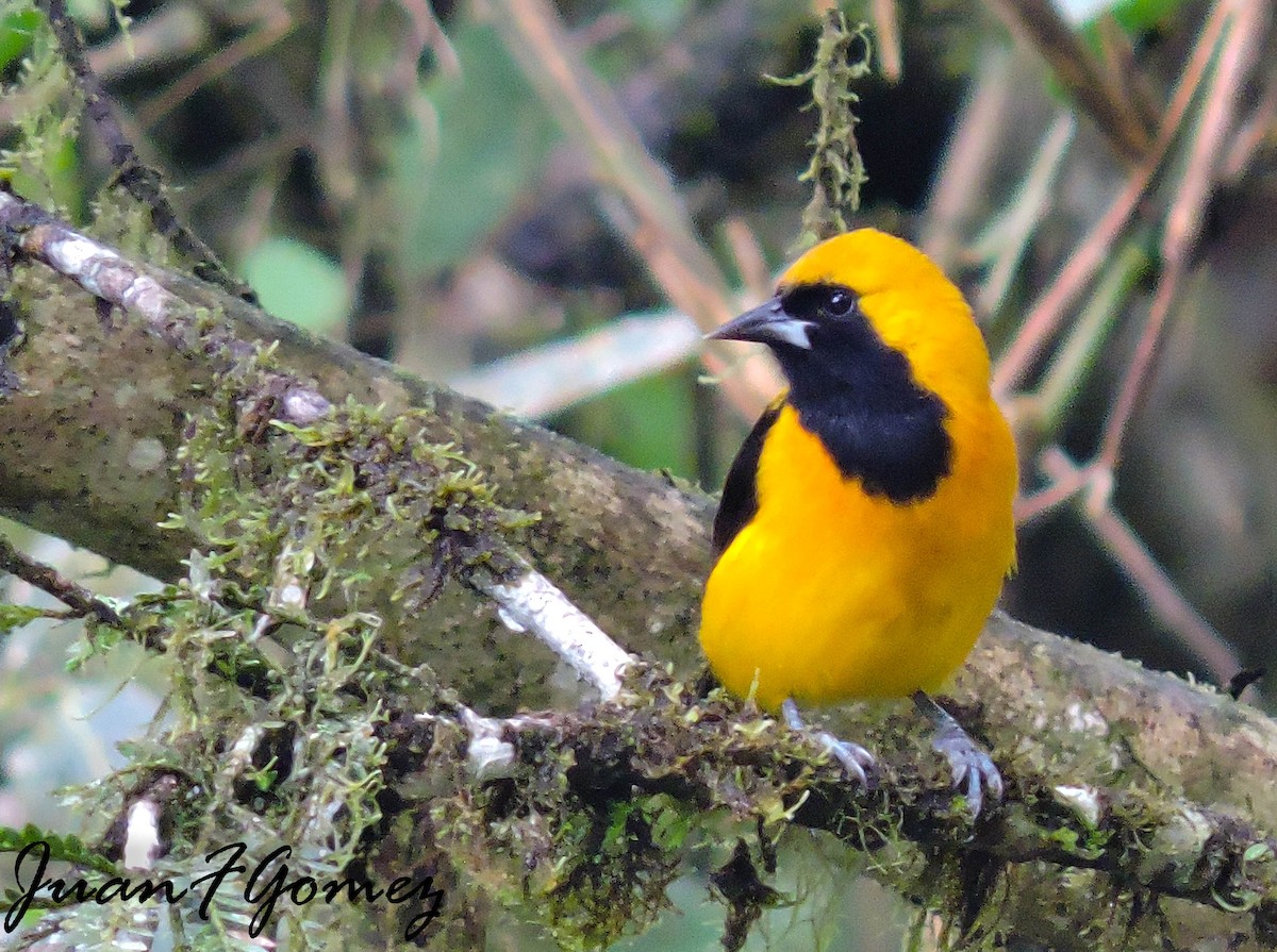 Yellow-backed Oriole - ML391590071