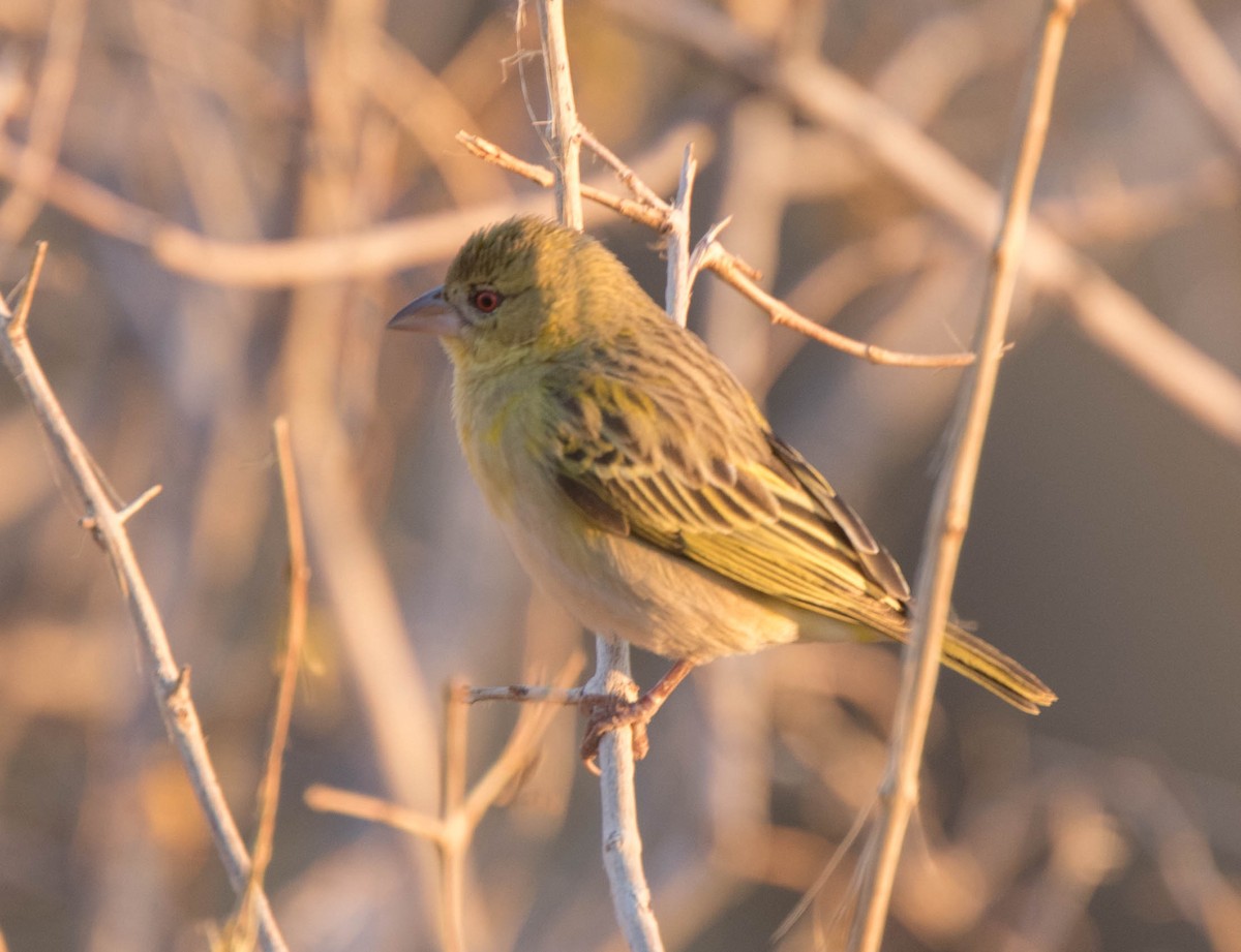 Southern Masked-Weaver - ML391590761