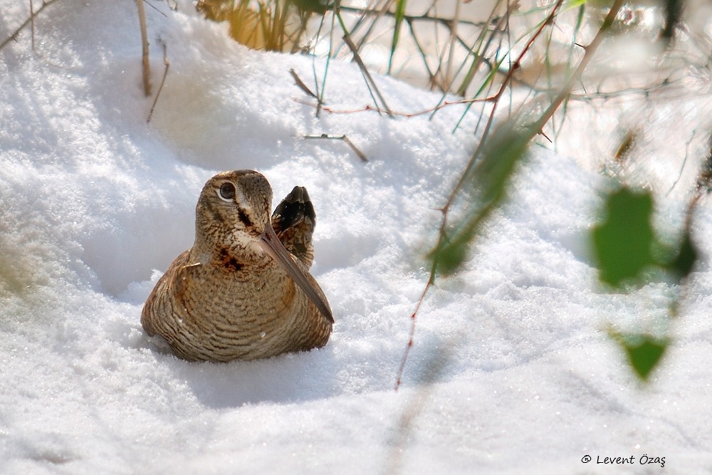 Eurasian Woodcock - ML391590821