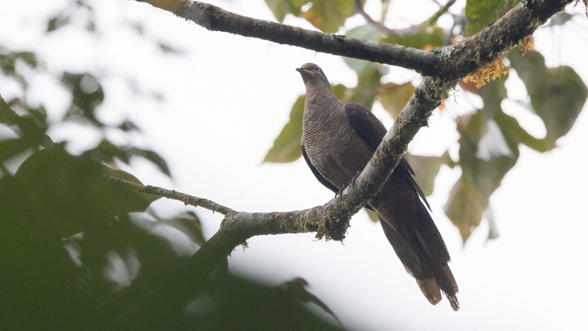 Barred Cuckoo-Dove - ML391590891