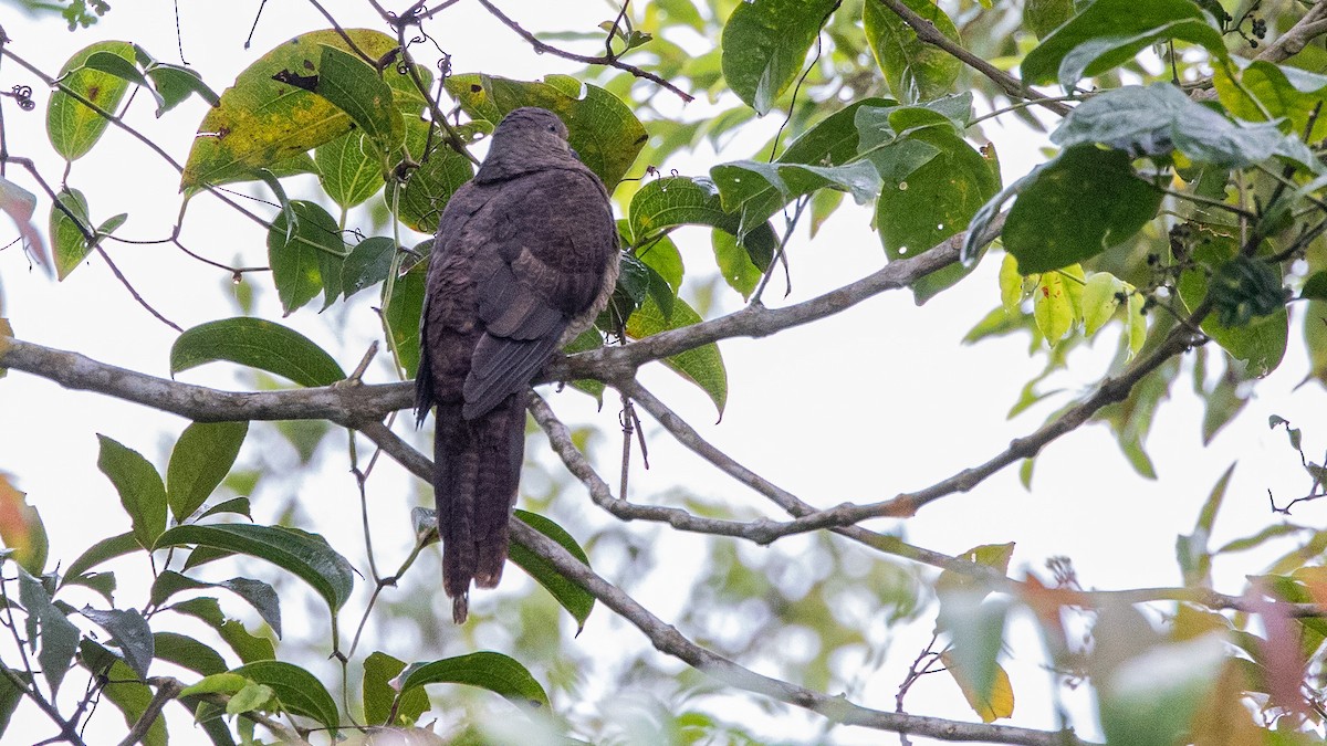 Barred Cuckoo-Dove - ML391591131