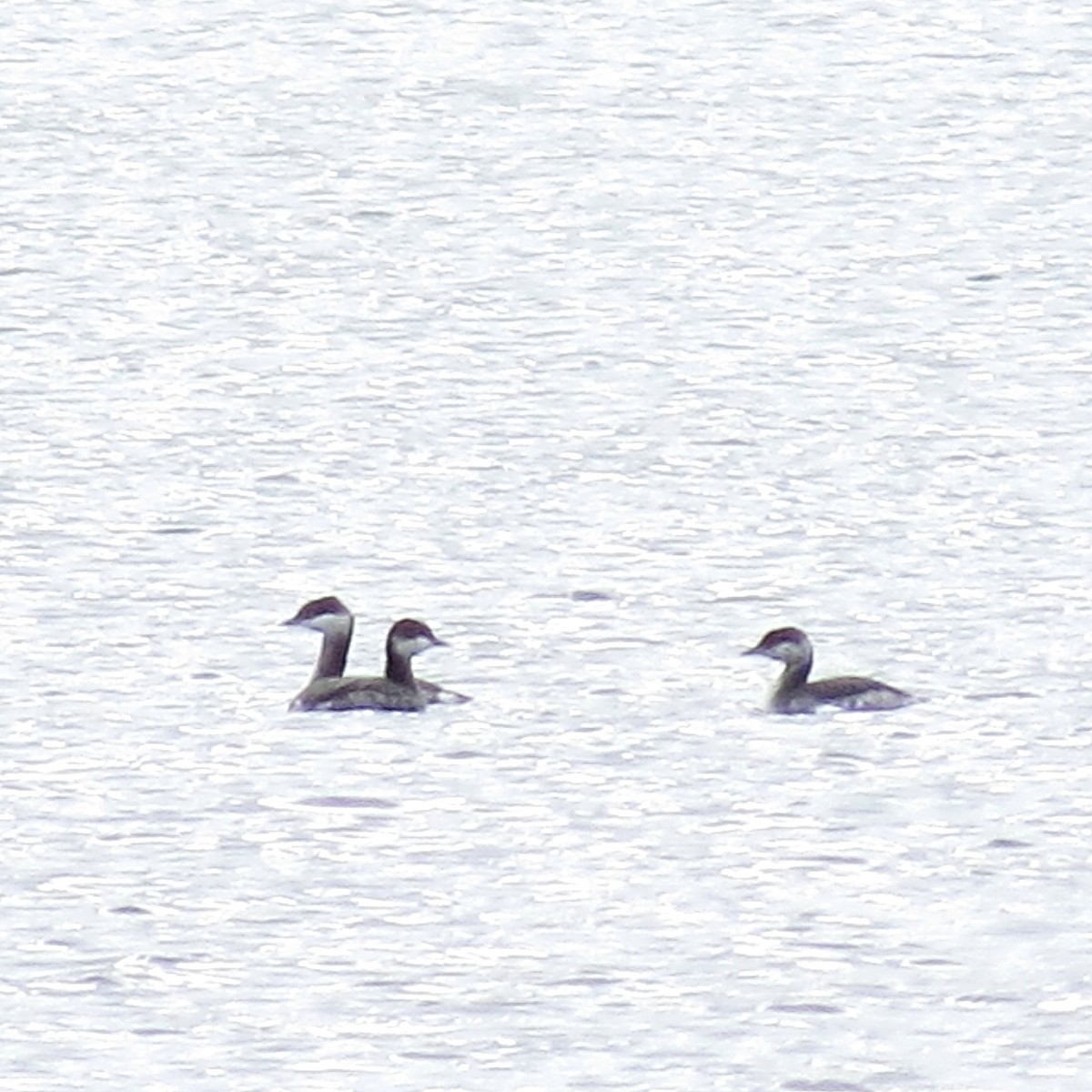 Horned Grebe - ML39159121