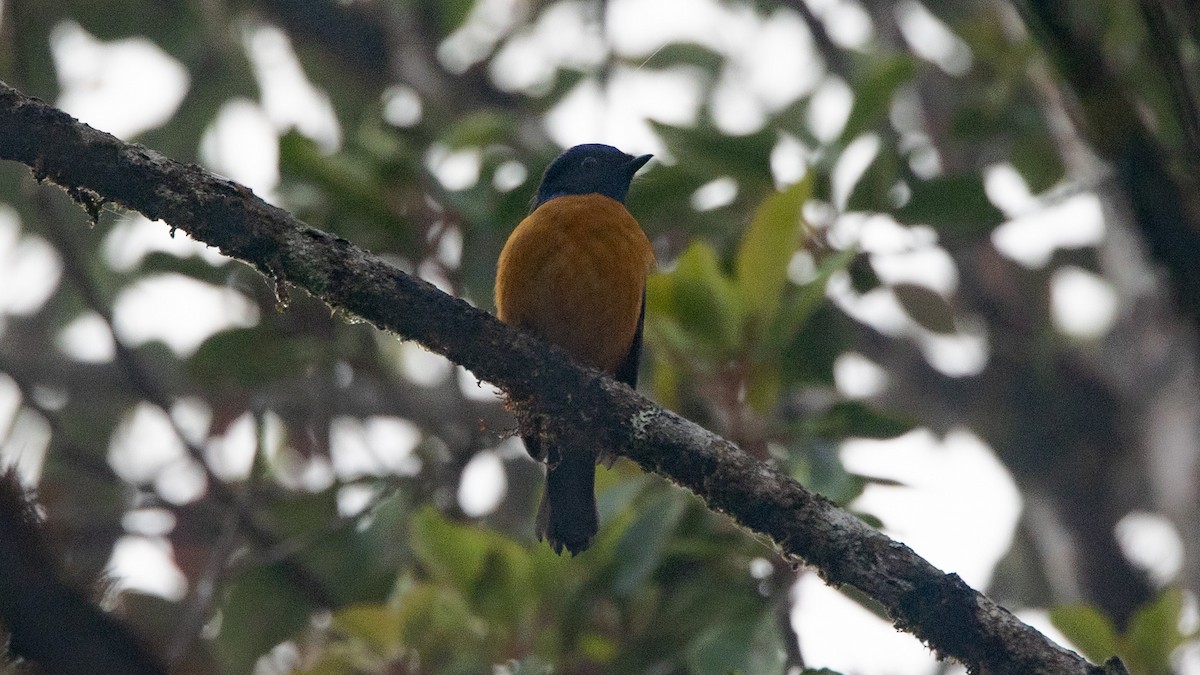 Rufous-vented Niltava - Ng SH