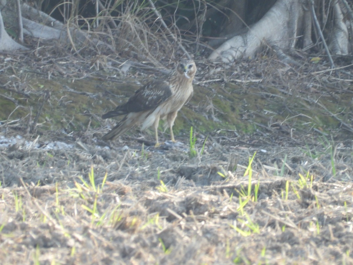 Hen Harrier - ML391592651