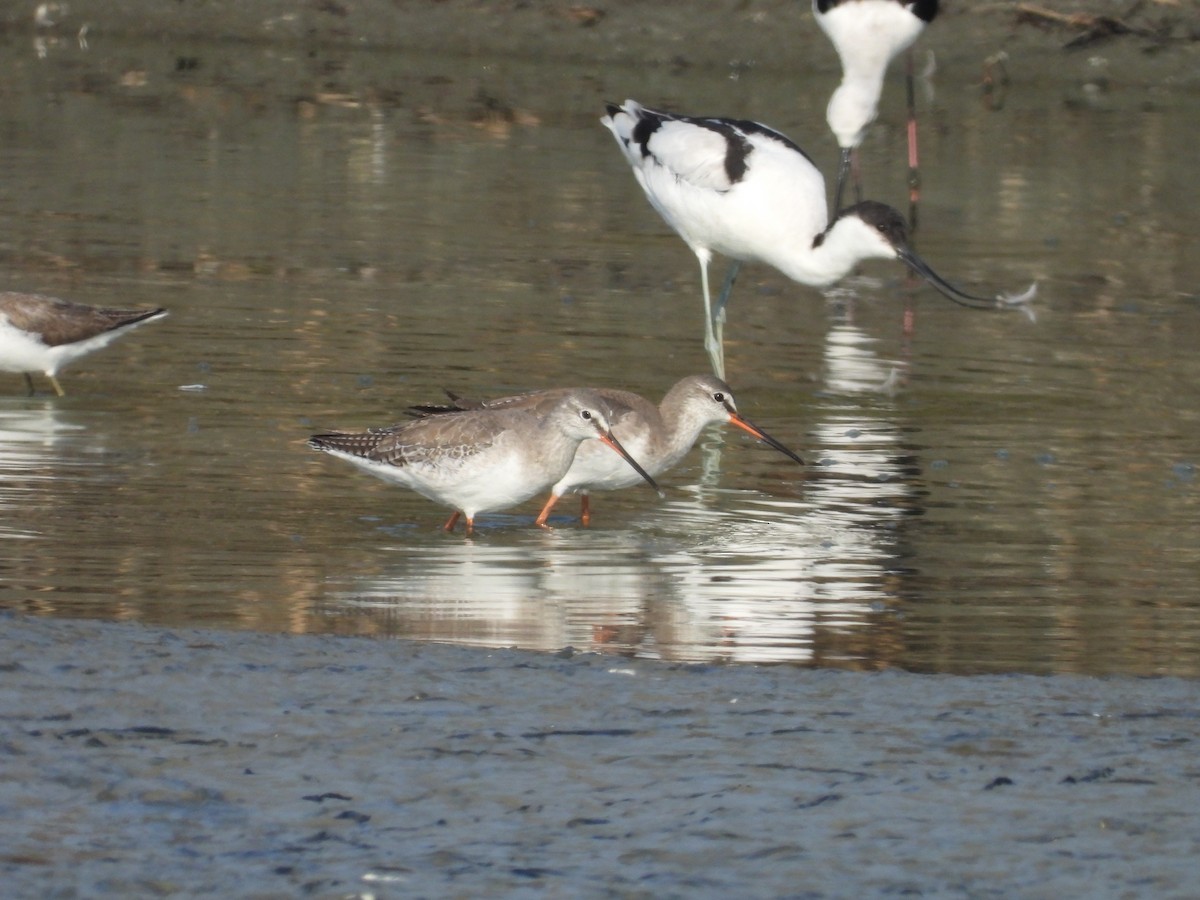 Spotted Redshank - ML391593081