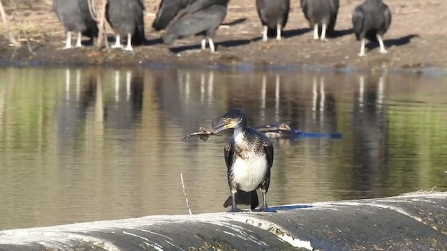 Great Cormorant - ML391593451