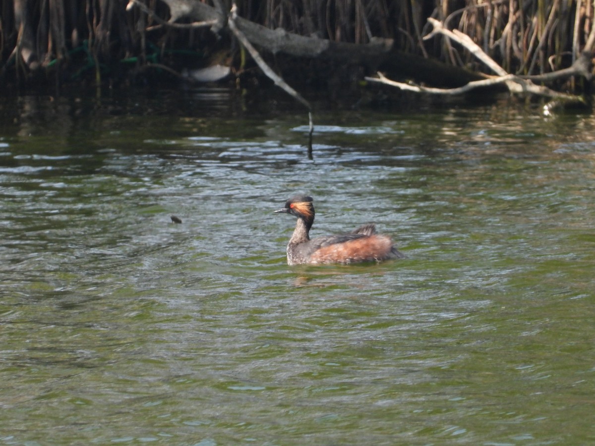 Eared Grebe - ML391594031