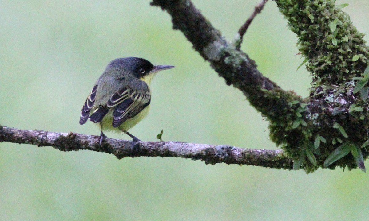 Common Tody-Flycatcher - Sean Fitzgerald