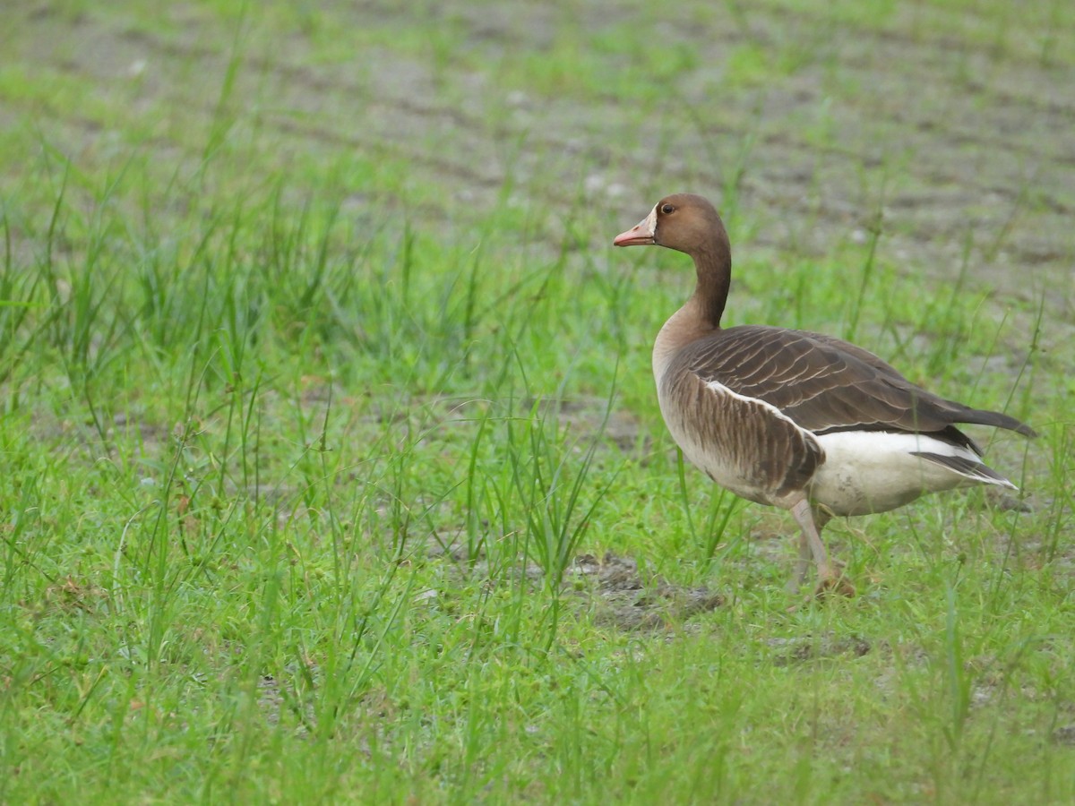 Greater White-fronted Goose - ML391596391