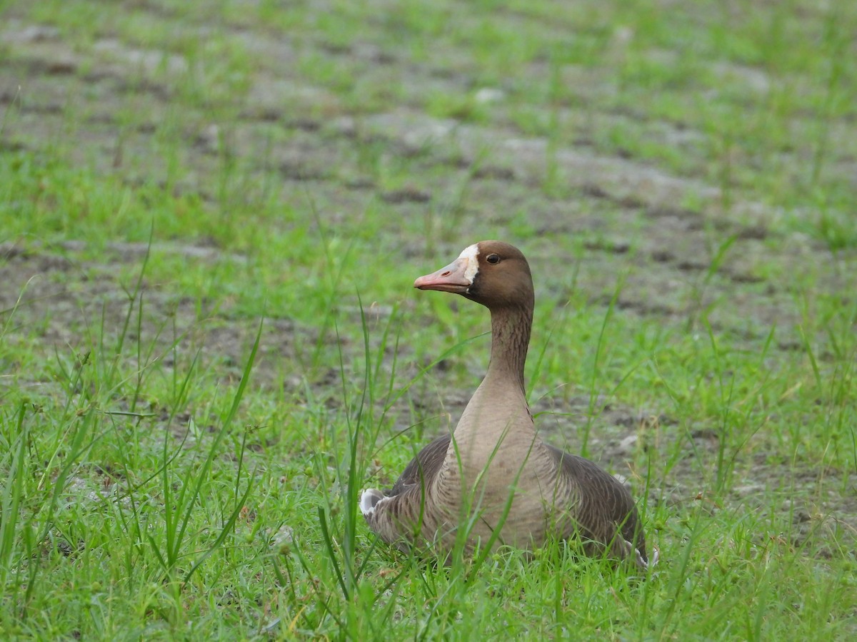 Greater White-fronted Goose - ML391596431