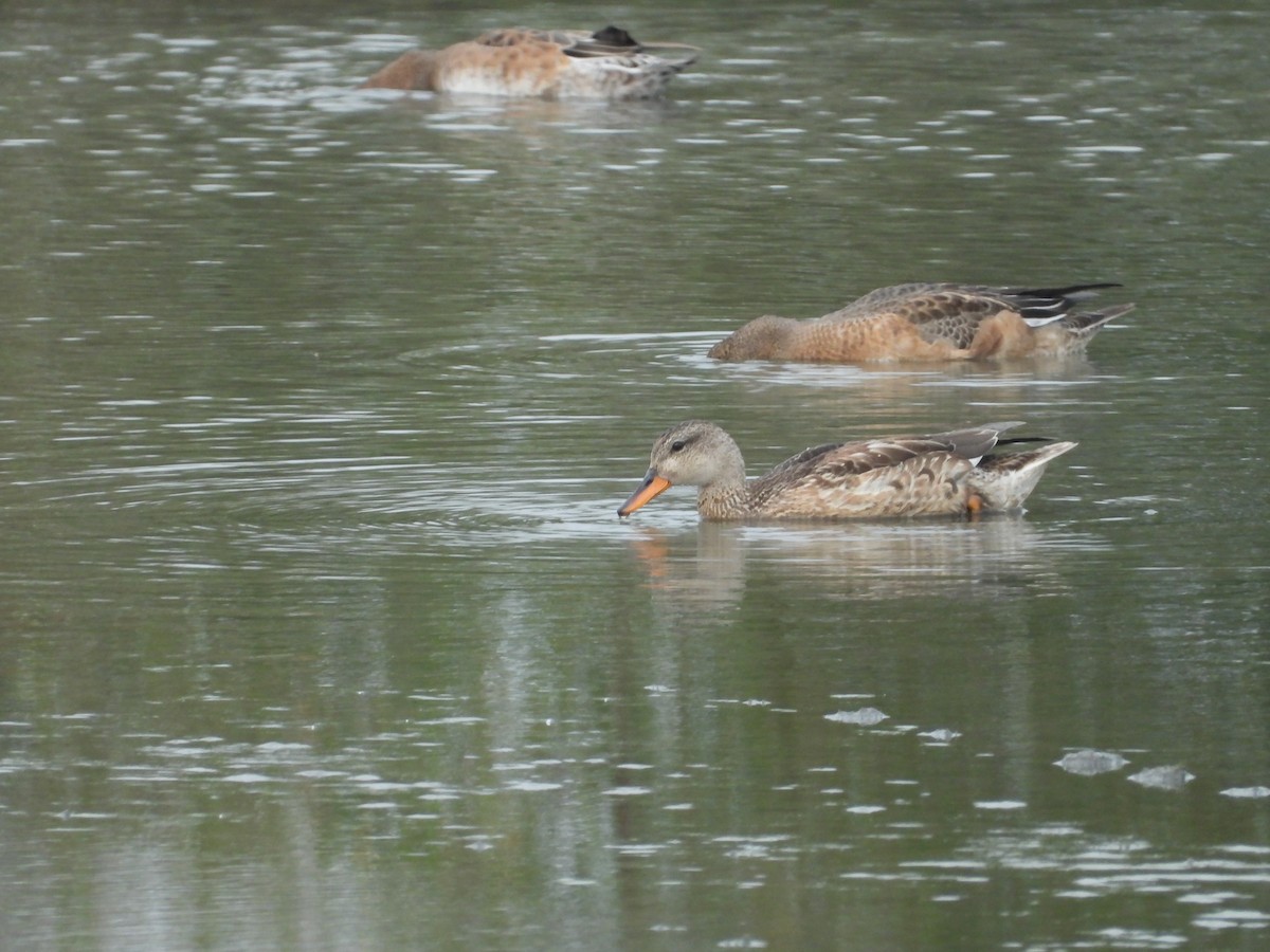 Gadwall - ML391597141