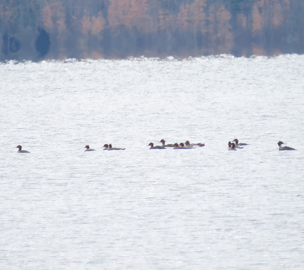 Red-breasted Merganser - ML39159741