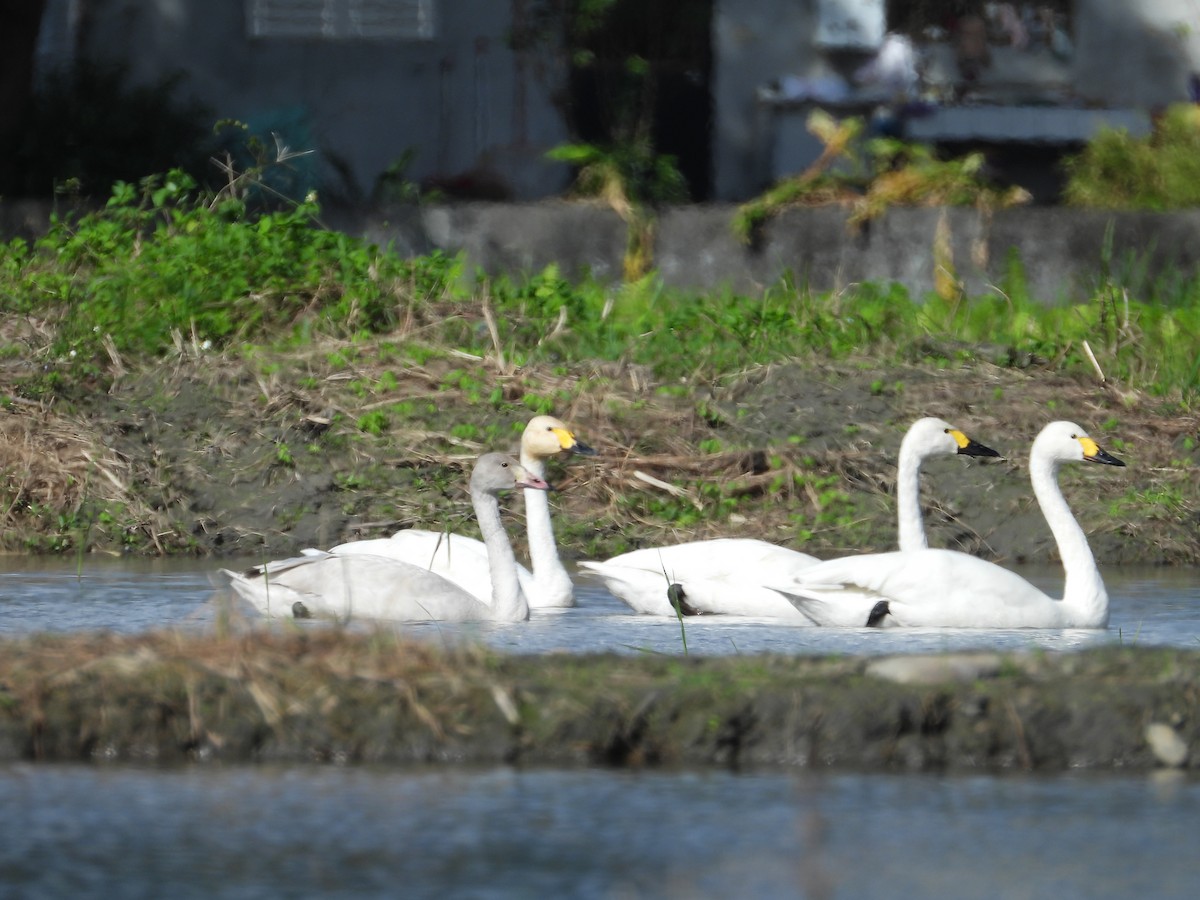 Tundra Swan - ML391598691