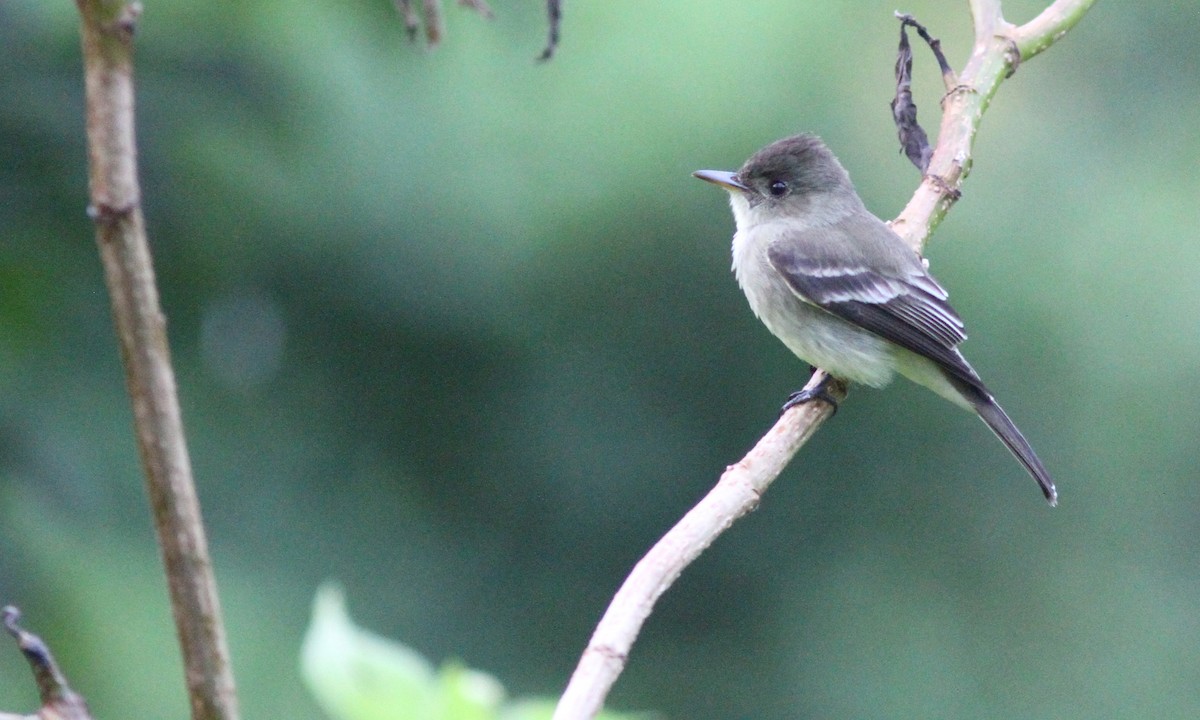 Western/Eastern Wood-Pewee - Sean Fitzgerald