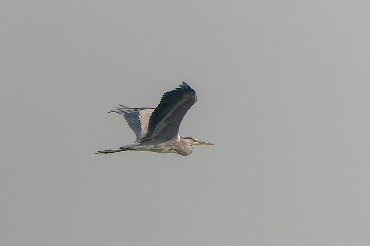 Gray Heron - ML391598971