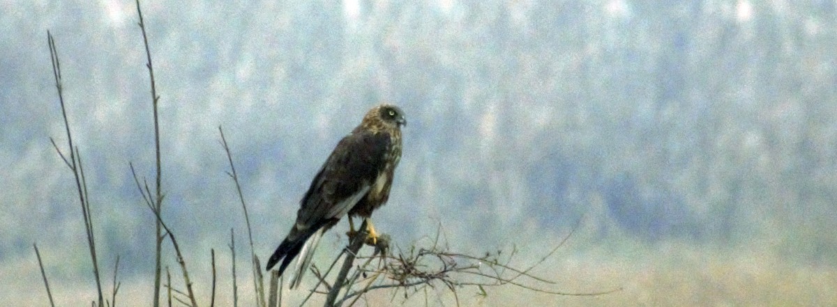 Western Marsh Harrier - Mohammad Arif khan