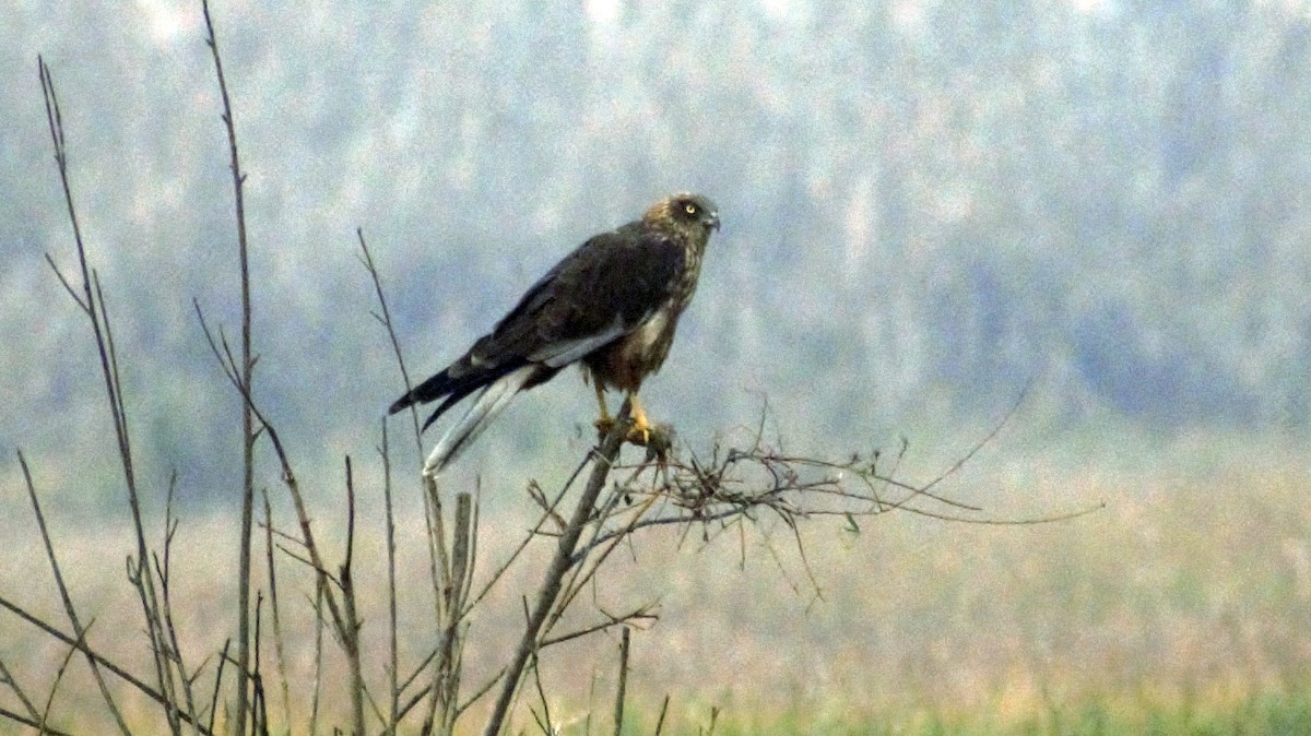 Western Marsh Harrier - ML391599351