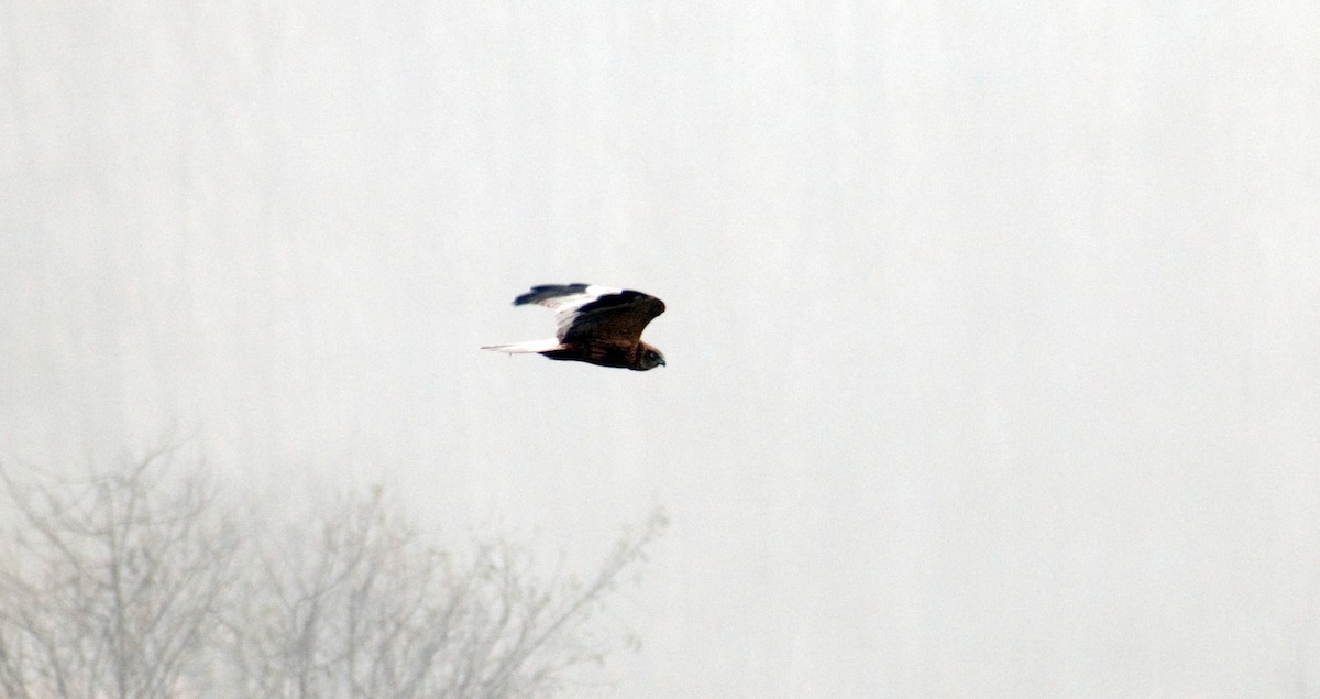 Western Marsh Harrier - ML391599361