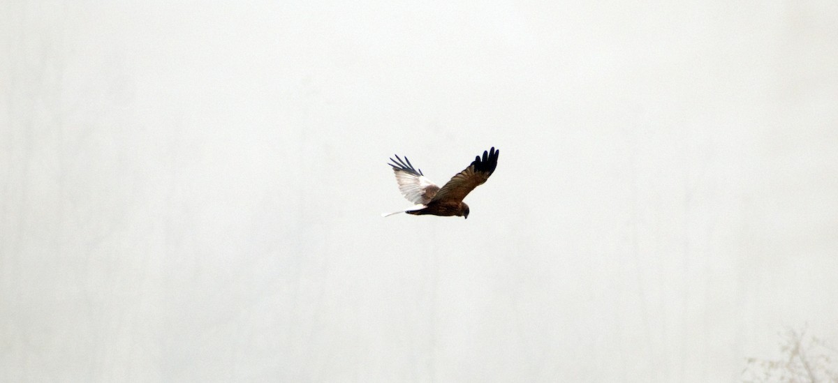 Western Marsh Harrier - ML391599371