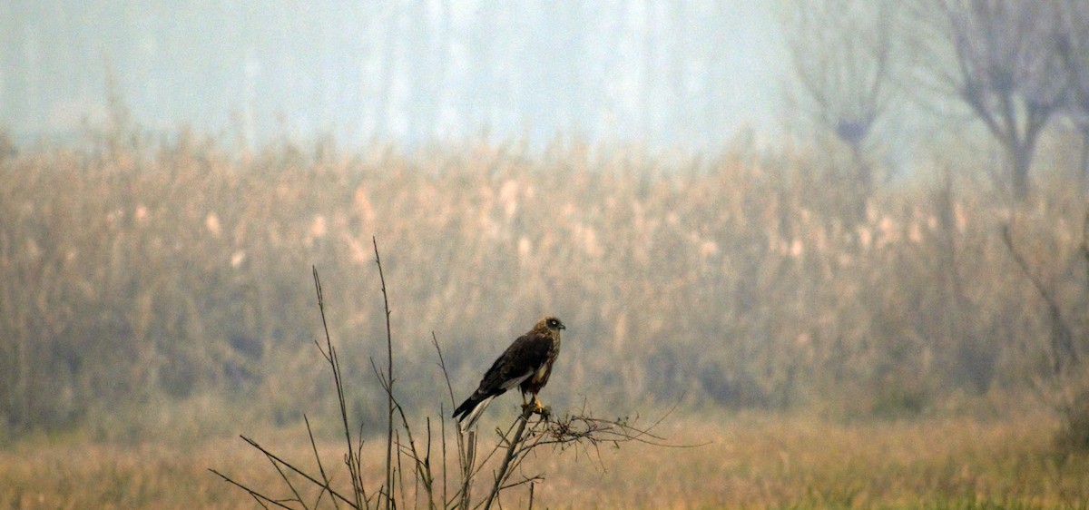 Western Marsh Harrier - ML391599381