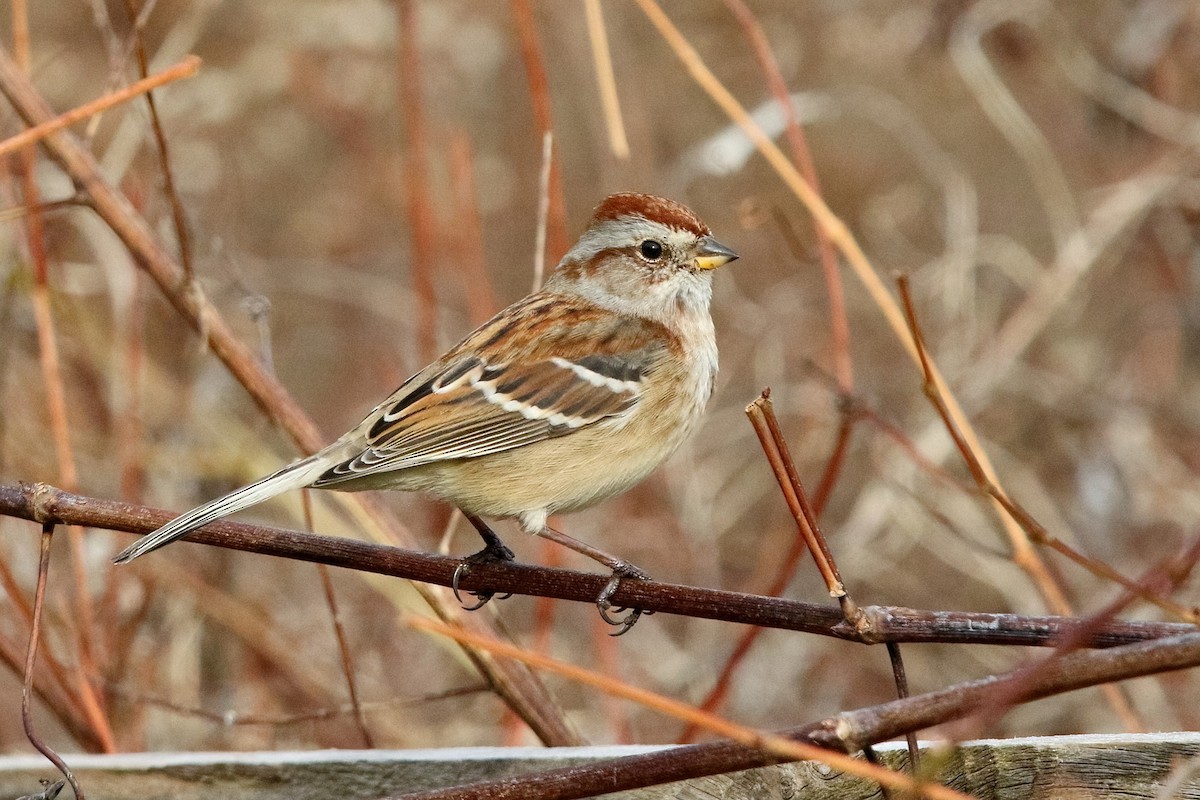 American Tree Sparrow - Sam Zhang