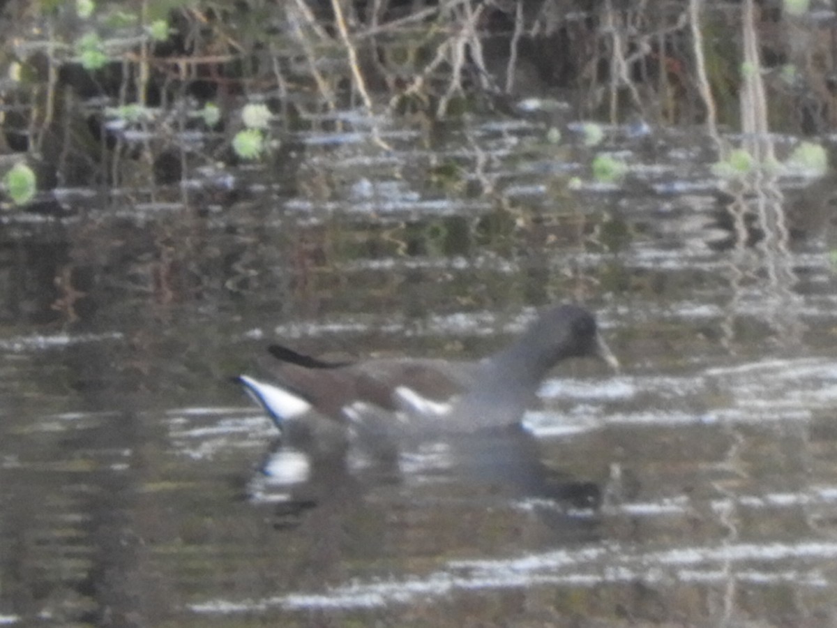 Common Gallinule - ML391600441