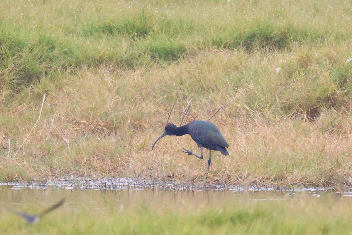 ibis hnědý - ML391601691