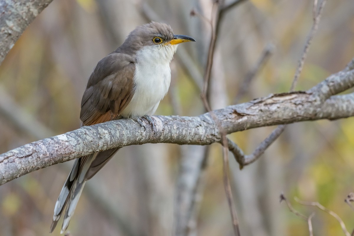 Yellow-billed Cuckoo - ML39160241