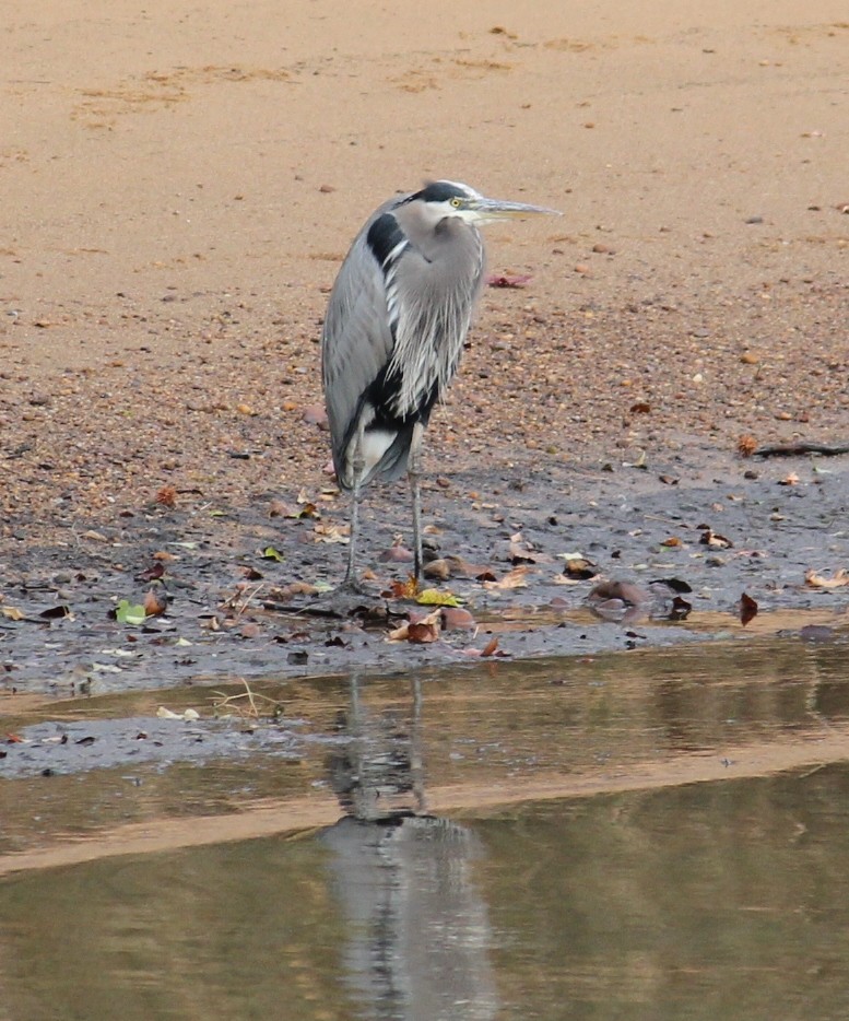 Great Blue Heron - ML39160261