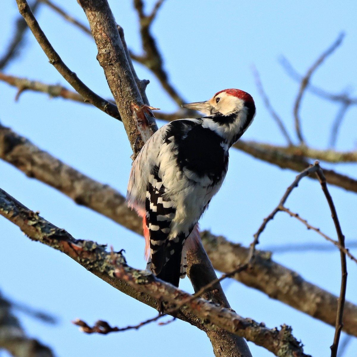White-backed Woodpecker - ML391604601