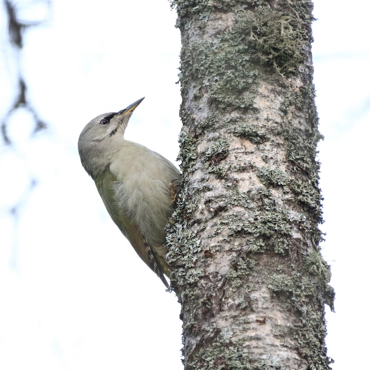 Gray-headed Woodpecker - ML391604791
