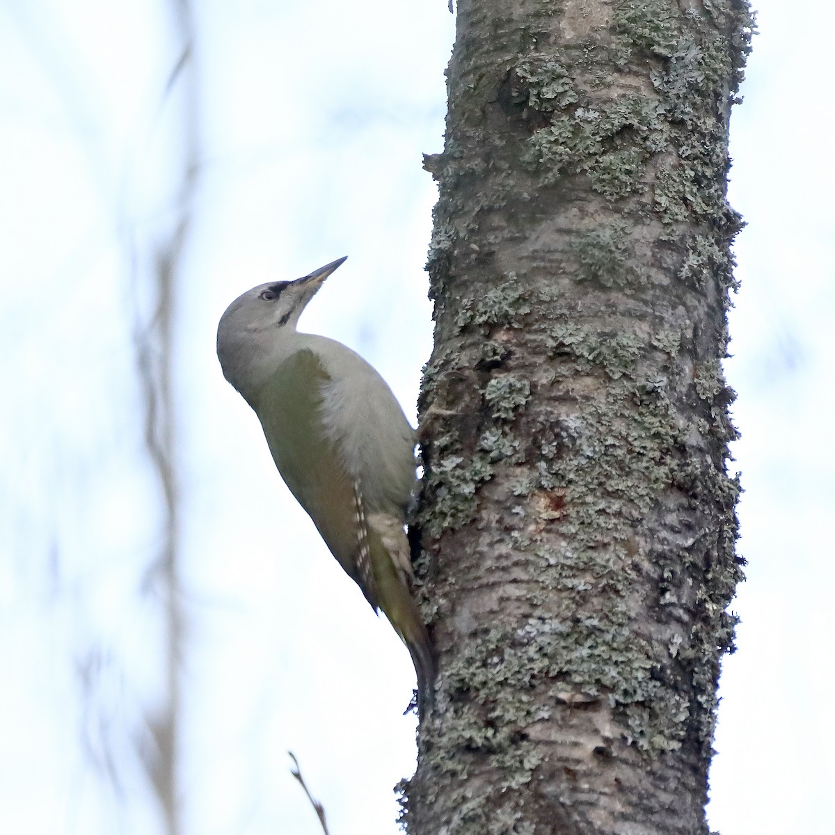 Gray-headed Woodpecker - ML391604801