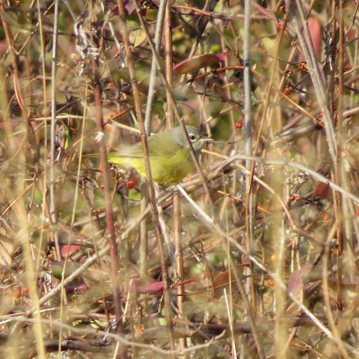 MacGillivray's Warbler - Kevin Cronin