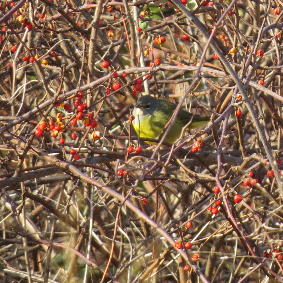 MacGillivray's Warbler - ML391604911