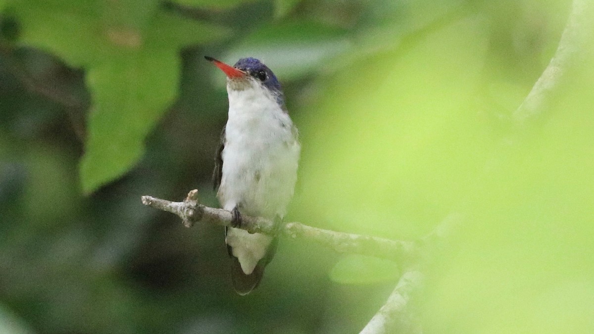 Violet-crowned Hummingbird - ML391605141