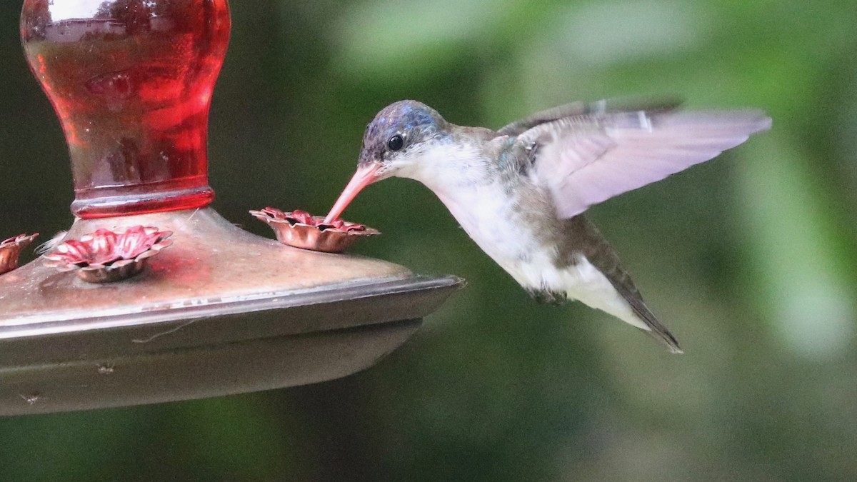 Violet-crowned Hummingbird - ML391605151