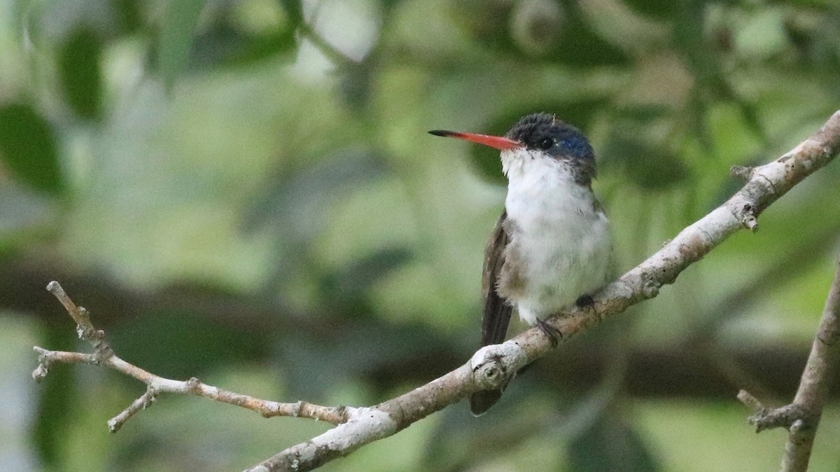 Violet-crowned Hummingbird - ML391605161