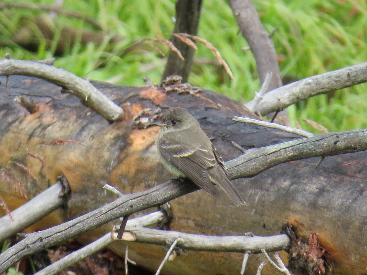 Western Wood-Pewee - ML391605391