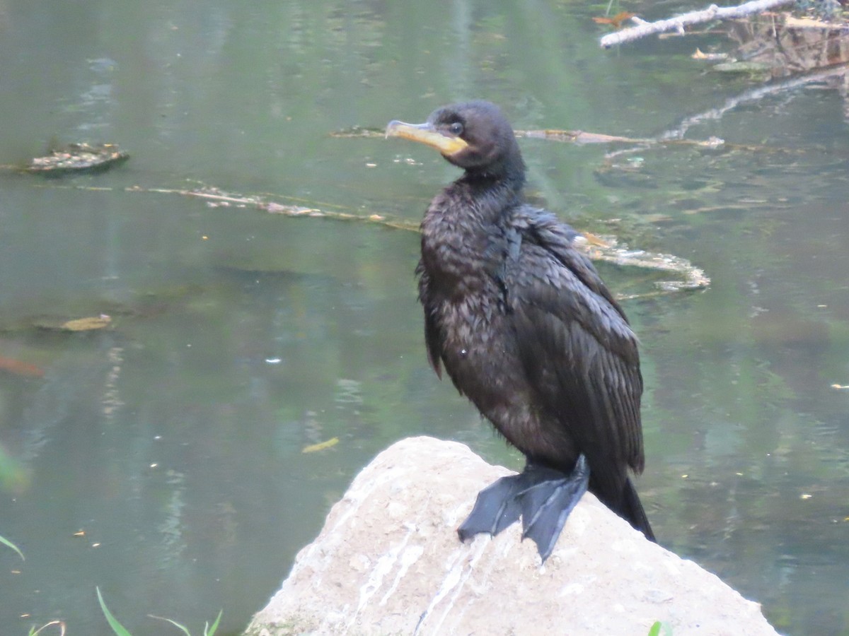 Cormorán Biguá - ML391605861