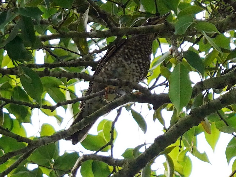 Siberian Thrush - ML391607611