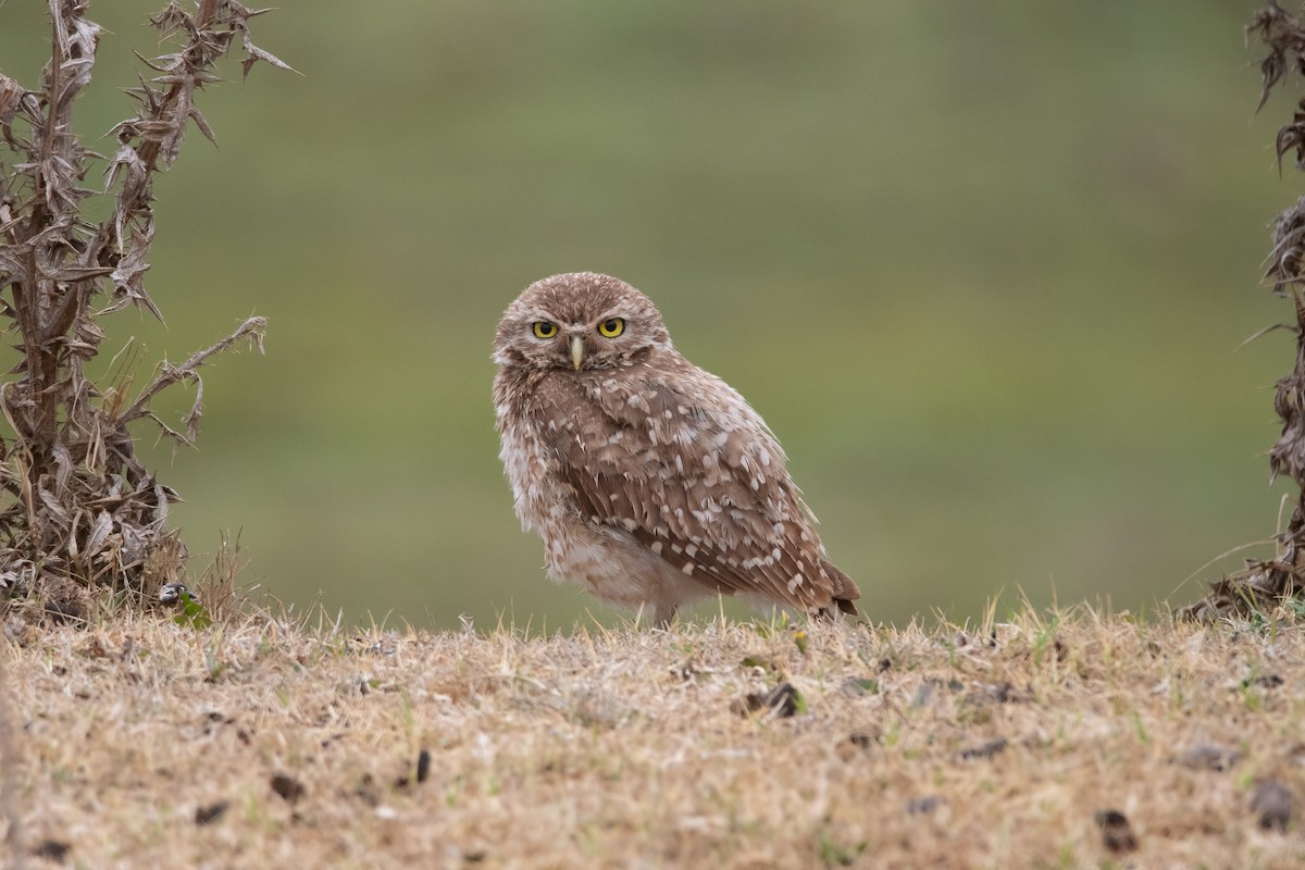 Burrowing Owl - ML391607971
