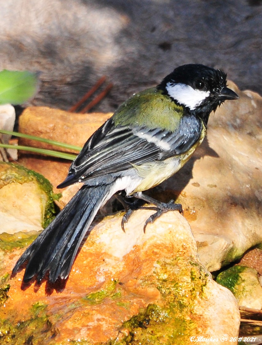 Great Tit - ML391608341