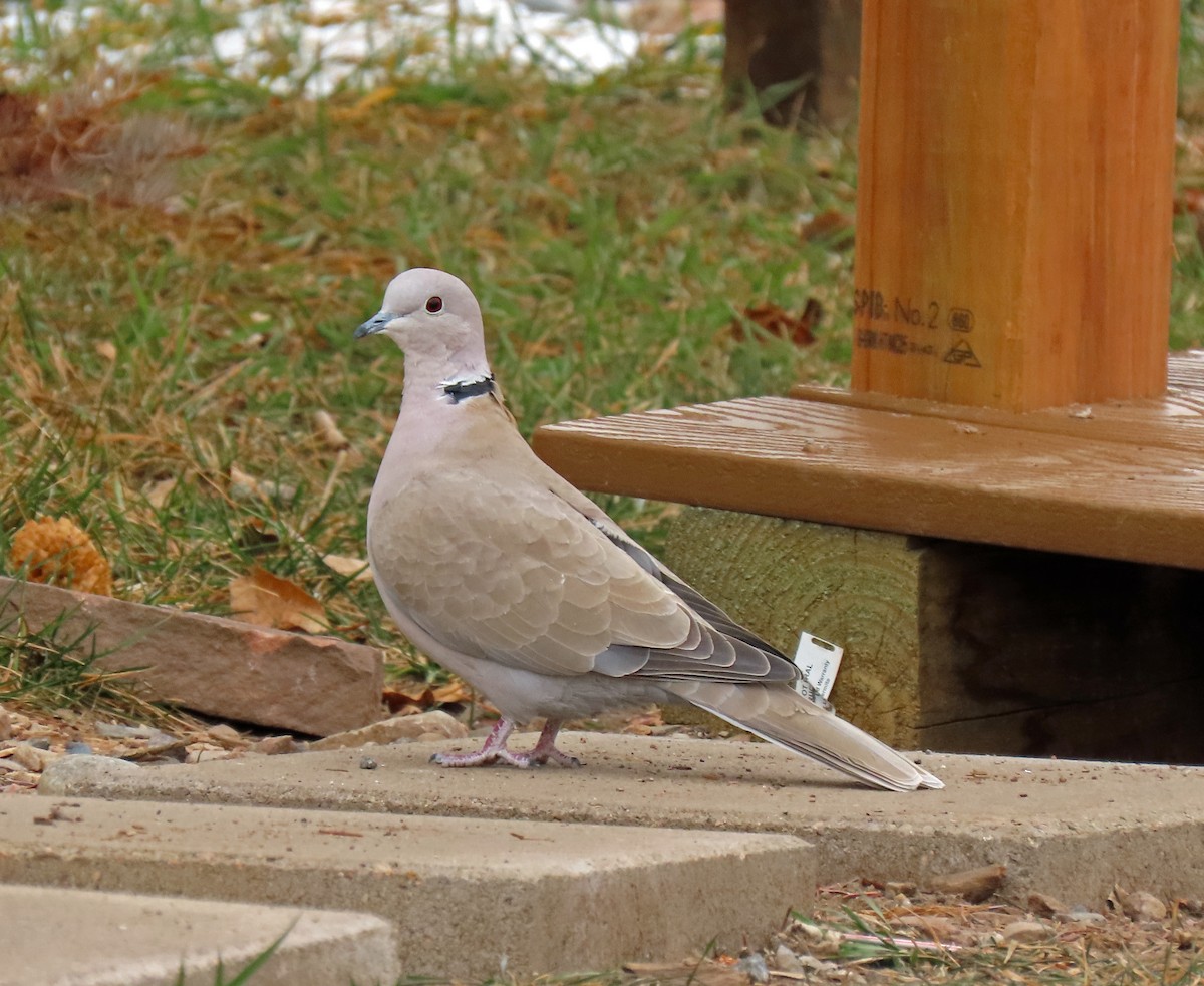Eurasian Collared-Dove - JoAnn Potter Riggle 🦤
