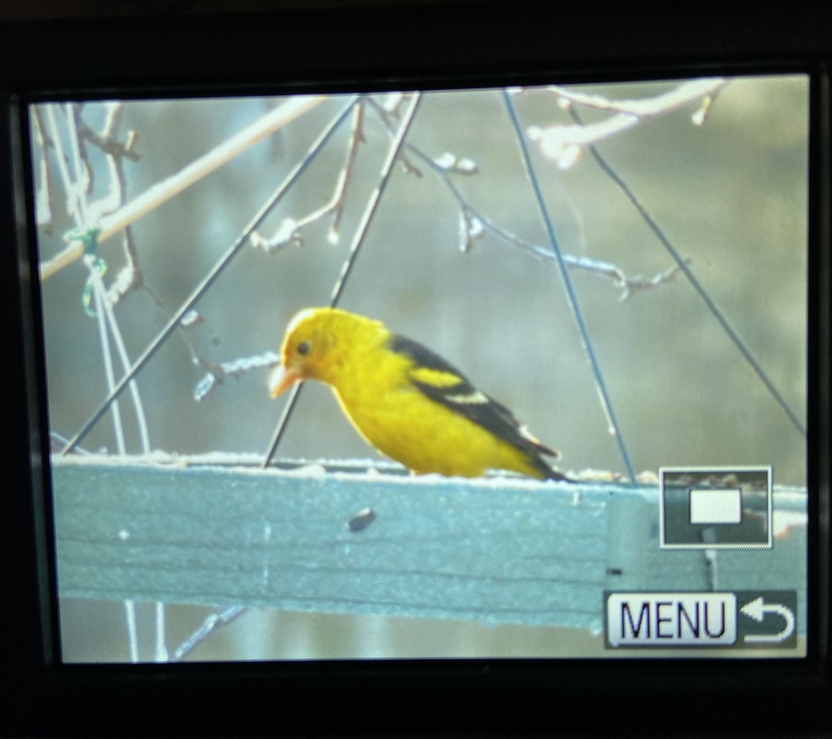 Western Tanager - ML391608881