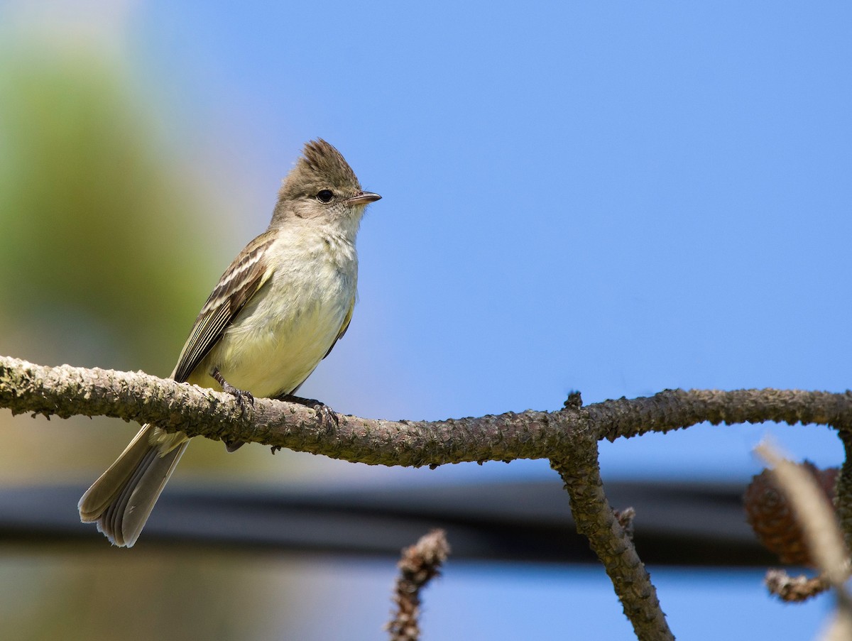 Yellow-bellied Elaenia - Joaquin Muñoz