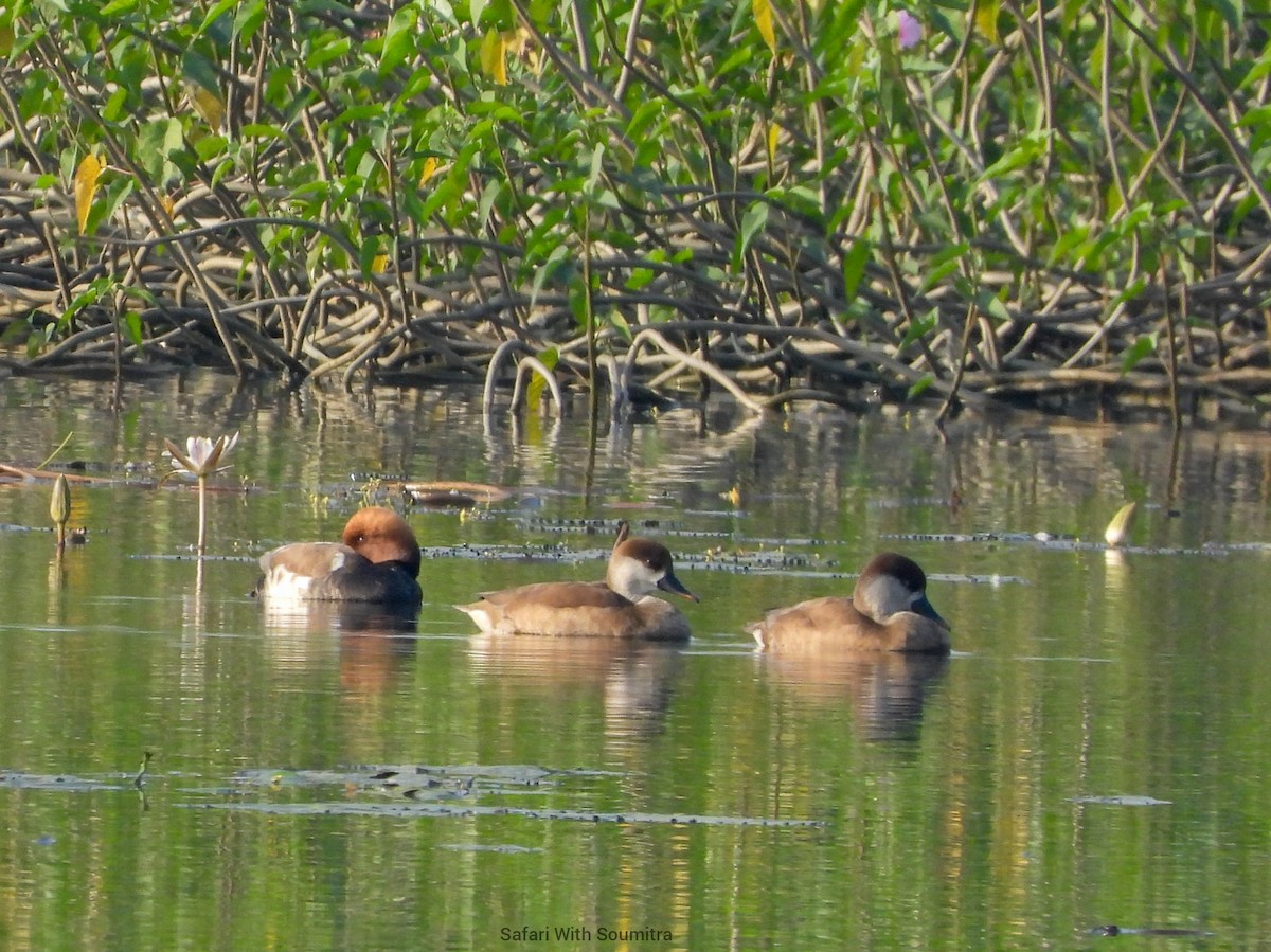 Red-crested Pochard - ML391609611